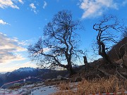 68 Eran Tre Faggi , il terzo caduto per malattia e peso della neve